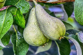 Sparkling Pears