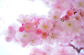 Japanese Cherry Blossoms