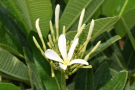 Lovely Champa Flower