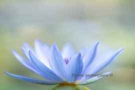 Lotus Blossoms of Japan