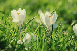 Meadow in the Spring BB&W.Type