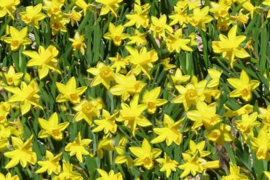 Daffodil Y.Type