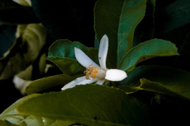 Tender Lime Blossoms