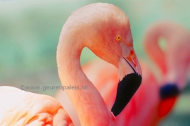 Flamingo's are Pink