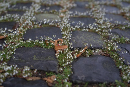 Pretty Garden Path