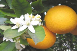 Orange Blossoms L.Type