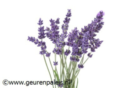 Pure Lamp[e] Geurstof Lavendel