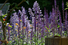 Lavender Sage MW.Type