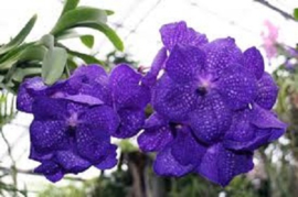 Vanda Flower