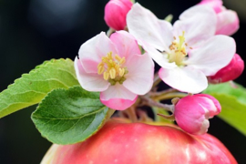 Apple Blossom