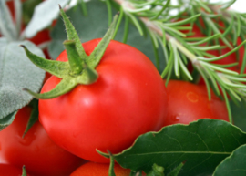 Tomato Leaf