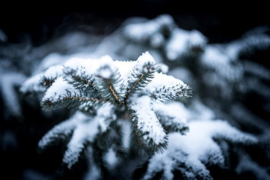 Frosted Blue Spruce Y.Type