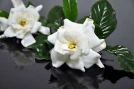 Gardenia