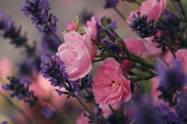 Lavender on Roses