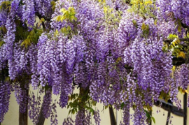 Wisteria - Blauwe Regen