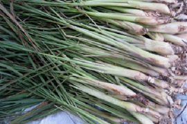 Lemongrass