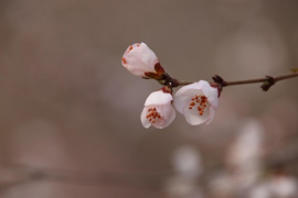 Silky Blossoms of Peaches