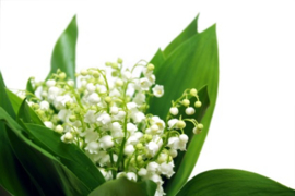 Lily of the Valley