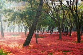 Fresh Forest Flowers