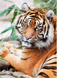 Clementoni High Quality Collection - Sumatran Tiger - 1000 Stukjes