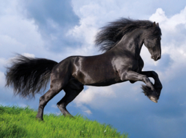 Fries Zwart Paard - Clementoni High Quality Collection - 500 Stukjes