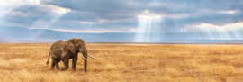 Verdwaalde Olifant - Clementoni High Quality Collection Panorama Puzzel - 1000 Stukjes