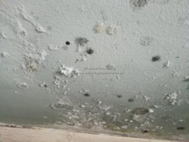 Schimmel an der Wand