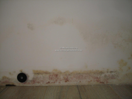 Schimmel an der Wand