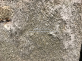 Schimmel auf den Wänden im Keller