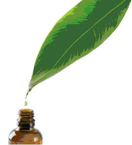 Ravintsara - Cinnamomum camphora ct cineol BIO  (100 ml)