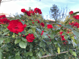 2023/05 - Red Roses