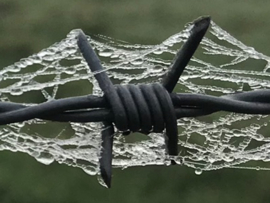 2022 - Barbed Wire