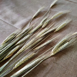 Triticale naturel - per bos