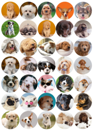 Stickerbogen Hundewelpen mit 35 Stickern
