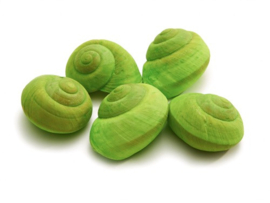 Landsnail Lamarkiana applegreen 8stuks