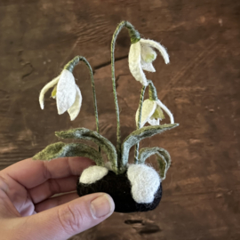 Silky snowdrops
