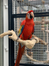 Zitstok met speelgoed M dobbel
