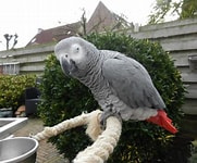 Sisal-ring-schommel  M