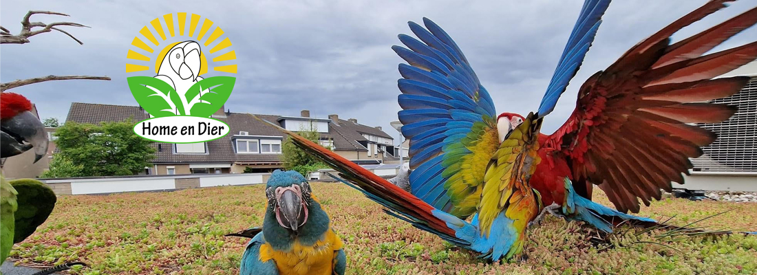 Home en Dier