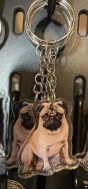 Pug ( Mopshondje )