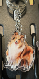 Sheltie