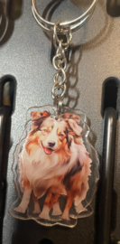 Australian shepherd (aussie)