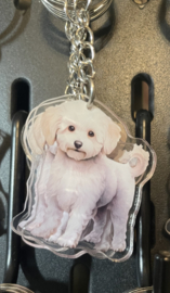 Bichon Frisé