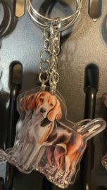 Beagle