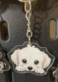 Shih tzu kopjes