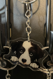 Border collie kopje