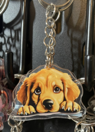 Golden retriever kopje
