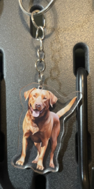 Labrador