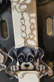 Schnauzer kopje