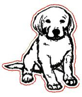 Labrador 2